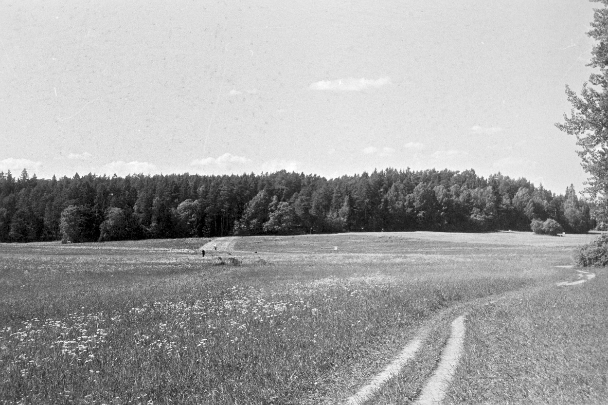 A photo of a sunny field with a trampled path leading off to the side